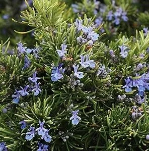 Rosemary Uses and Benefits