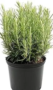 Online Rosemary Plant