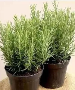 Rosemary Uses and Benefits